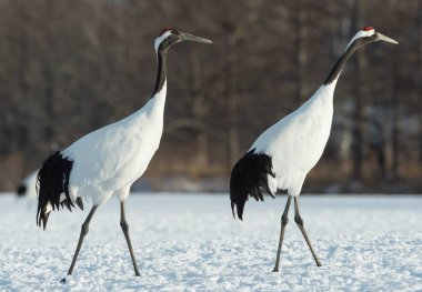 Kırmızı taç Vinçler. Bilimsel adı: Grus japonensis Japon vinç veya Mançurya vinç, olarak da bilinir, bu büyük bir Doğu Asya vinç. Kış sezonu. Japonya.
