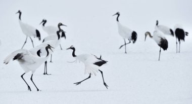 Kırmızı taç Vinçler. Bilimsel adı: Grus japonensis Japon vinç veya Mançurya vinç, olarak da bilinir, bu büyük bir Doğu Asya vinç. Kış sezonu. Japonya.