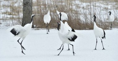 Vinçler dans. Vinçler ritüel evlilik dansı. Kırmızı taç Vinçler. Bilimsel adı: Grus japonensis Japon vinç veya Mançurya vinç, olarak da bilinir, bu büyük bir Doğu Asya vinç.