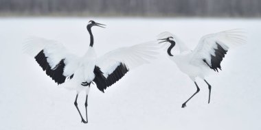 Vinçler dans. Vinçler ritüel evlilik dansı. Kırmızı taç Vinçler. Bilimsel adı: Grus japonensis Japon vinç veya Mançurya vinç, olarak da bilinir, bu büyük bir Doğu Asya vinç.