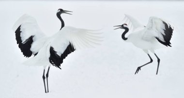 Vinçler dans. Vinçler ritüel evlilik dansı. Kırmızı taç Vinçler. Bilimsel adı: Grus japonensis Japon vinç veya Mançurya vinç, olarak da bilinir, bu büyük bir Doğu Asya vinç.