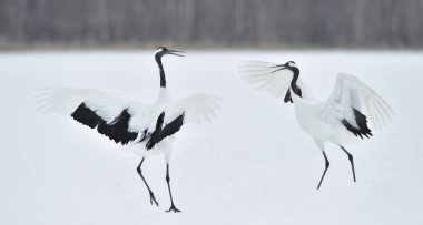 Vinçler dans. Vinçler ritüel evlilik dansı. Kırmızı taç Vinçler. Bilimsel adı: Grus japonensis Japon vinç veya Mançurya vinç, olarak da bilinir, bu büyük bir Doğu Asya vinç.