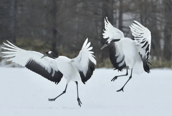 Dancing Cranes. The ritual marriage dance of cranes. The red-crowned cranes. Scientific name: Grus japonensis, also called the Japanese crane or Manchurian crane, is a large East Asian Crane.