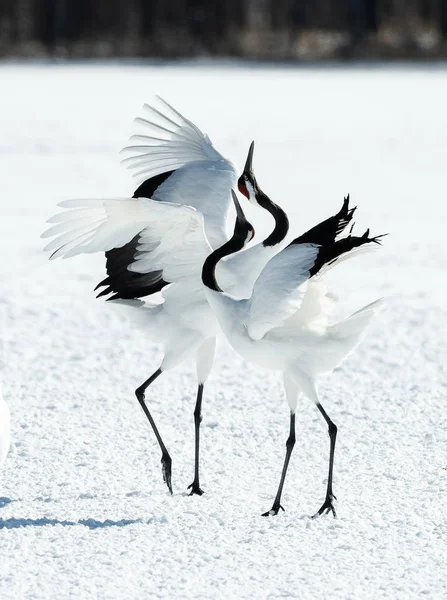 Dancing Cranes. The ritual marriage dance of cranes. The red-crowned cranes. Scientific name: Grus japonensis, also called the Japanese crane or Manchurian crane, is a large East Asian Crane.