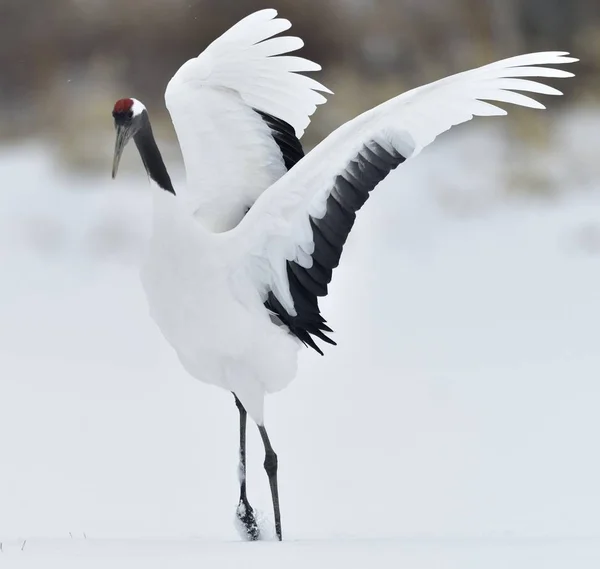 Dancing Crane Den Rituella Äktenskap Dansen Rödkronad Kranen Vetenskapligt Namn — Stockfoto