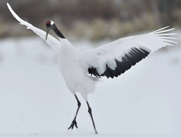 Dançar Crane Dança Casamento Ritual Guindaste Coroa Vermelha Nome Científico — Fotografia de Stock