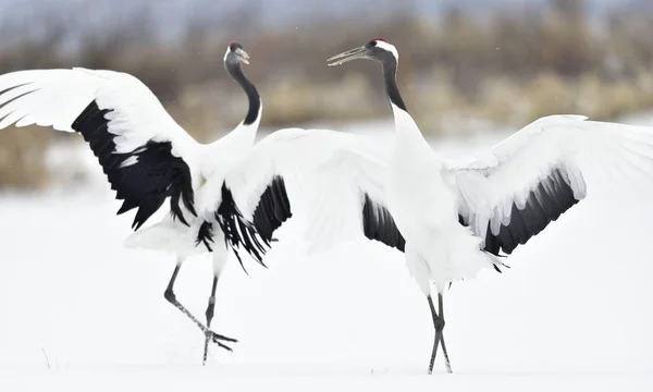 Dancing Cranes. The ritual marriage dance of cranes. The red-crowned cranes. Scientific name: Grus japonensis, also called the Japanese crane or Manchurian crane, is a large East Asian Crane.