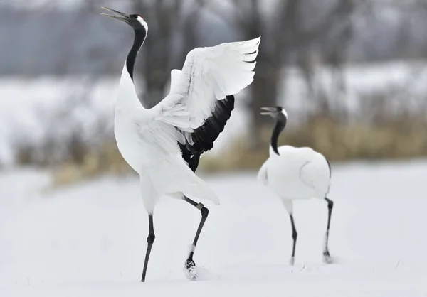 Dancing Cranes. The ritual marriage dance of cranes. The red-crowned cranes. Scientific name: Grus japonensis, also called the Japanese crane or Manchurian crane, is a large East Asian Crane.