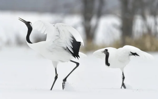 Dancing Cranes. The ritual marriage dance of cranes. The red-crowned cranes. Scientific name: Grus japonensis, also called the Japanese crane or Manchurian crane, is a large East Asian Crane.