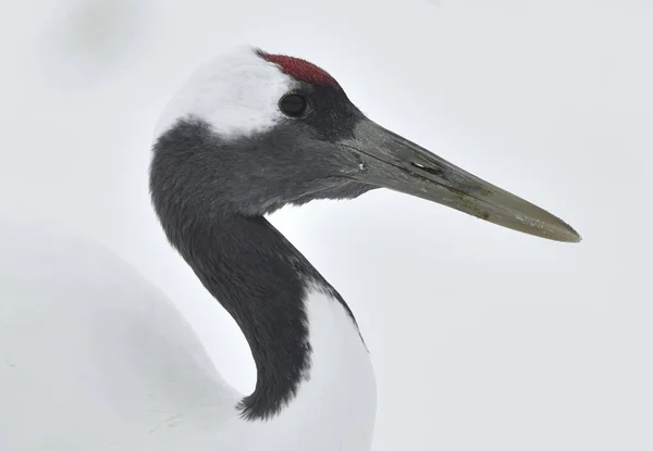 Guindaste Coroa Vermelha Fecha Nome Científico Grus Japonensis Também Chamado — Fotografia de Stock