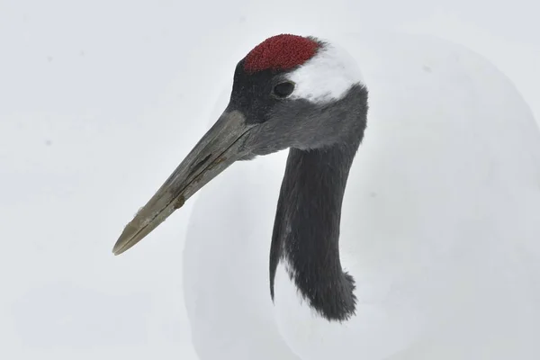 Red Crowned Crane Close Scientific Name Grus Japonensis Also Called — Stock Photo, Image