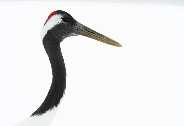 Rood Gekroond Kraan Close Portret Geïsoleerd Een Witte Achtergrond Wetenschappelijke — Stockfoto