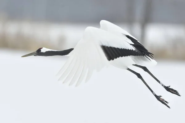 Landung Des Krans Der Rotgekrönte Kranich Wissenschaftlicher Name Grus Japonensis — Stockfoto