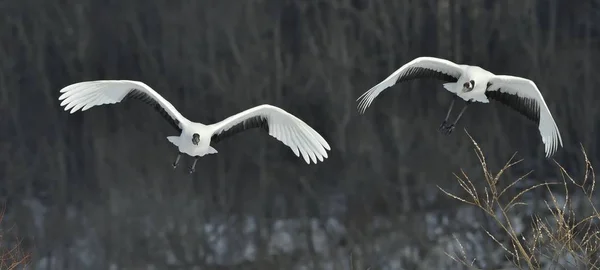 Las Grúas Coronadas Rojas Vuelo Fondo Oscuro Del Bosque Invierno —  Fotos de Stock