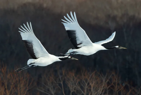 Las Grúas Coronadas Rojas Vuelo Fondo Oscuro Del Bosque Invierno —  Fotos de Stock