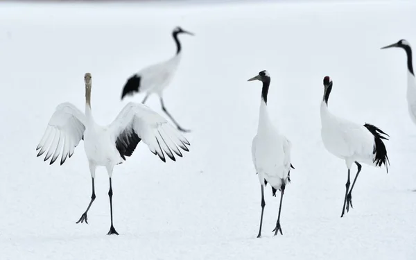 Dancing Cranes. The ritual marriage dance of cranes. The red-crowned cranes. Scientific name: Grus japonensis, also called the Japanese crane or Manchurian crane, is a large East Asian Crane.