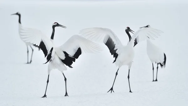 Dansen Kranen Rituele Huwelijk Dans Van Kranen Kranen Van Rood — Stockfoto