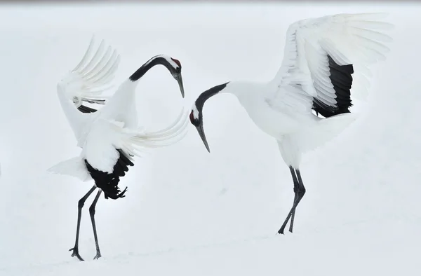 Dancing Cranes. The ritual marriage dance of cranes. The red-crowned cranes. Scientific name: Grus japonensis, also called the Japanese crane or Manchurian crane, is a large East Asian Crane.