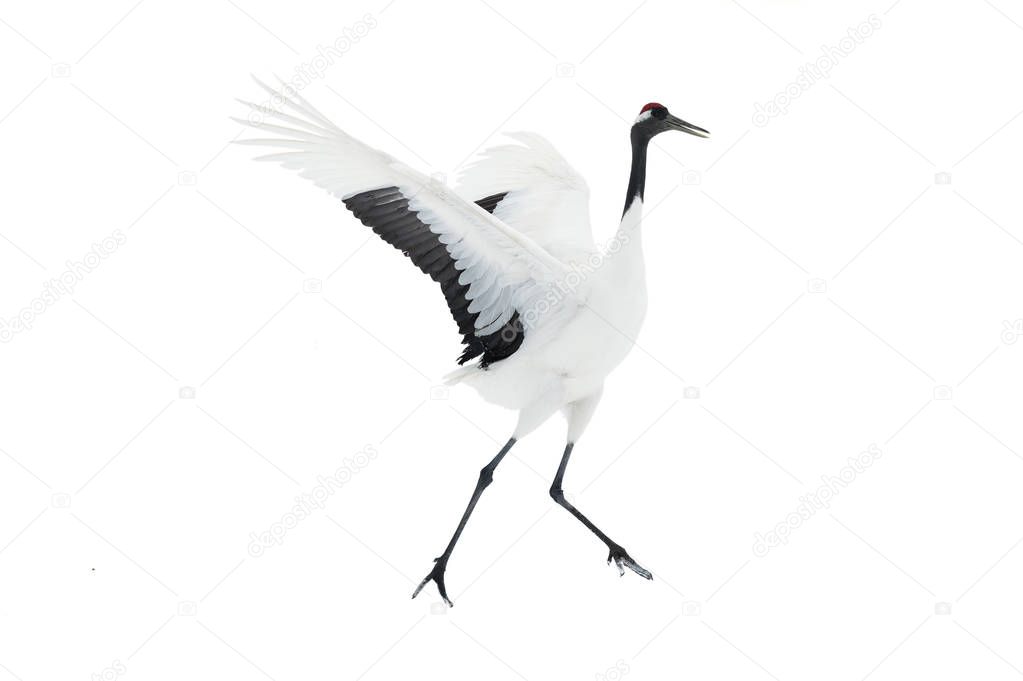 Dancing Crane. The ritual marriage dance isolated on white background. The red-crowned crane. Scientific name: Grus japonensis, also called the Japanese  or Manchurian crane, is a large East Asian Crane.