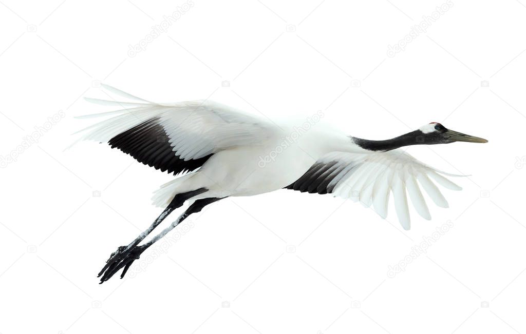 Flight of crane isolated on white background. The red-crowned crane. Scientific name: Grus japonensis, also called the Japanese  or Manchurian crane, is a large East Asian Crane.