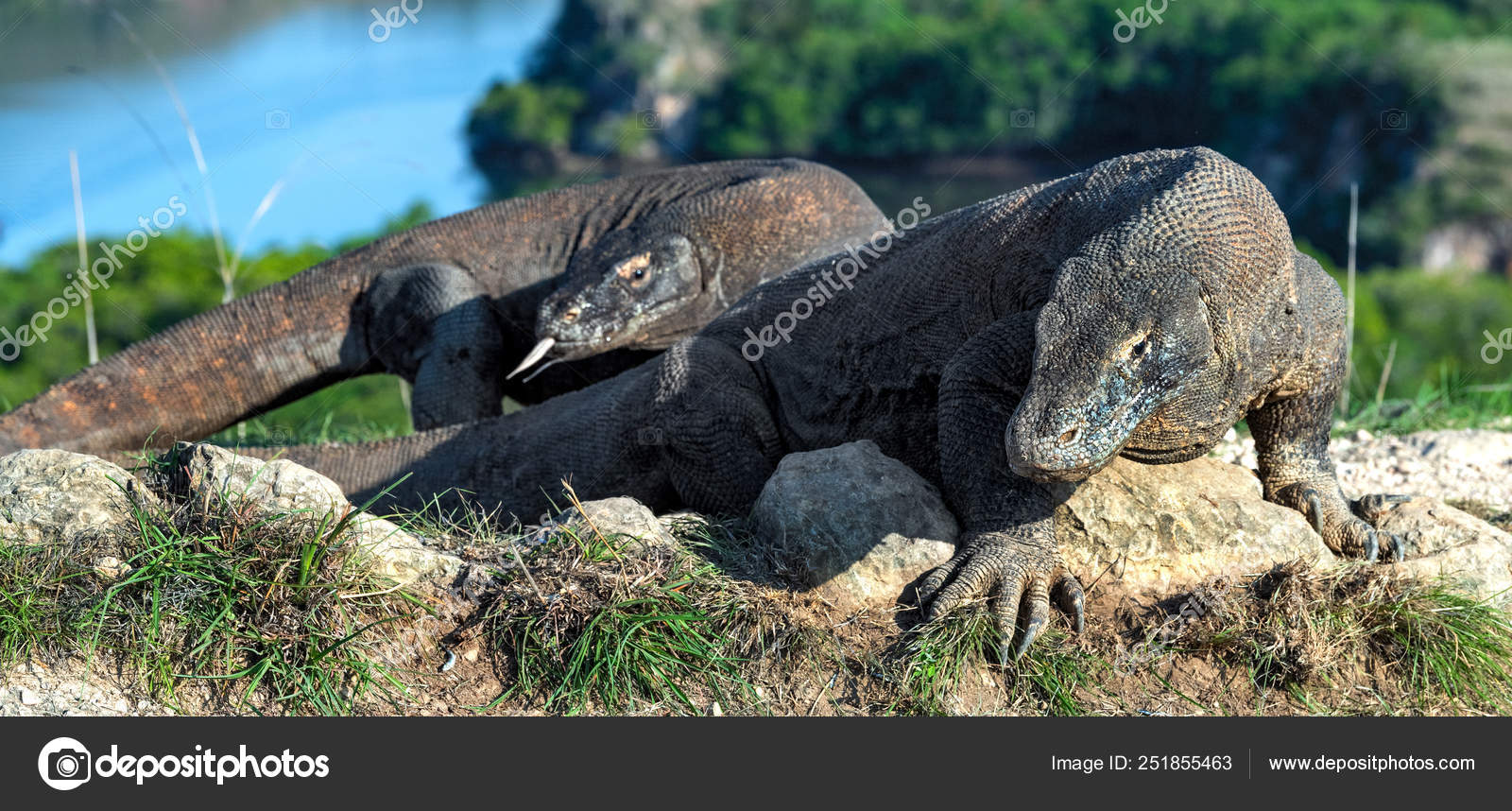 229 Dragons Blood Pictures Dragons Blood Stock Photos Images Depositphotos