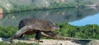 Komodo dragon. Bilimsel adı: Varanus Komodoensis. Endonezya. Rinca Adası.