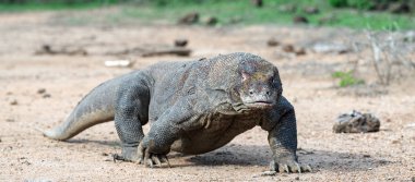 Komodo Ejderi, önden görünüm yürüme. Yakın çekim. Bilimsel adı: Varanus Komodoensis. Endonezya. Rinca Adası.