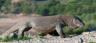 Komodo dragon. Bilimsel adı: Varanus Komodoensis. Endonezya. Rinca Adası.