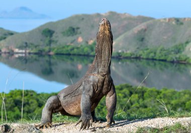 Komodo dragon arka ayakları üzerinde duruyor. Bilimsel adı: Varanus komodoensis. Dünyanın en büyük yaşam kertenkele. Rinca Adası. Endonezya.