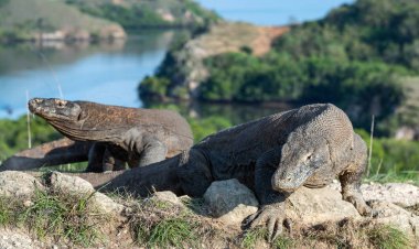 Komodo dragon. Bilimsel adı: Varanus Komodoensis. Endonezya. Rinca Adası.