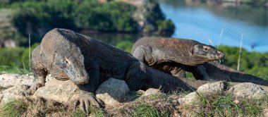 Komodo dragon. Bilimsel adı: Varanus Komodoensis. Endonezya. Rinca Adası.