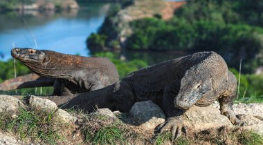Komodo dragon. Bilimsel adı: Varanus Komodoensis. Endonezya. Rinca Adası.