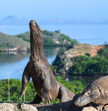 Komodo dragon arka ayakları üzerinde duruyor. Bilimsel adı: Varanus komodoensis. Dünyanın en büyük yaşam kertenkele. Rinca Adası. Endonezya.