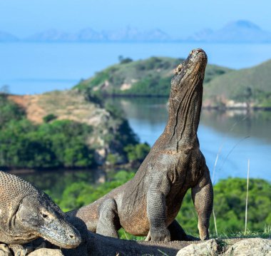 Komodo dragon arka ayakları üzerinde duruyor. Bilimsel adı: Varanus komodoensis. Dünyanın en büyük yaşam kertenkele. Rinca Adası. Endonezya.