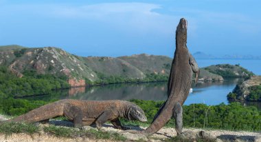 Komodo dragon arka ayakları üzerinde duruyor. Bilimsel adı: Varanus komodoensis. Dünyanın en büyük yaşam kertenkele. Rinca Adası. Endonezya.