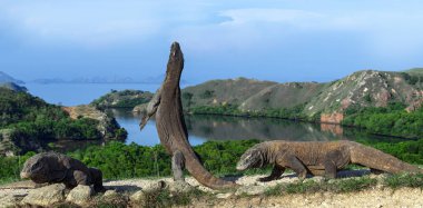 Komodo dragon arka ayakları üzerinde duruyor. Bilimsel adı: Varanus komodoensis. Dünyanın en büyük yaşam kertenkele. Rinca Adası. Endonezya.