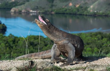 Komodo dragon açık ağız ile baş kaldırdı. Bilimsel adı: Varanus komodoensis. Dünyanın en büyük yaşam kertenkele. Rinca Adası. Endonezya.