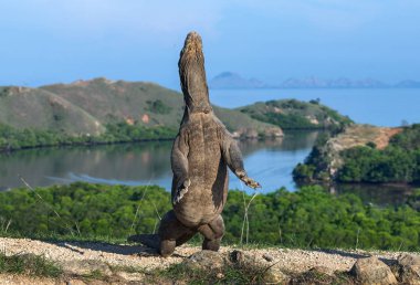 The Komodo dragon stands on its hind legs. Scientific name: Varanus komodoensis. Biggest living lizard in the world. Rinca island. Indonesia. clipart