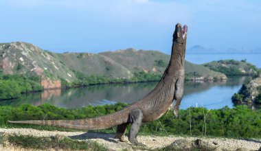 Komodo dragon arka ayakları üzerinde duruyor. Bilimsel adı: Varanus komodoensis. Dünyanın en büyük yaşam kertenkele. Rinca Adası. Endonezya.