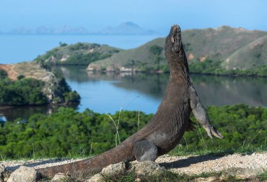 Komodo dragon arka ayakları üzerinde duruyor. Bilimsel adı: Varanus komodoensis. Dünyanın en büyük yaşam kertenkele. Rinca Adası. Endonezya.