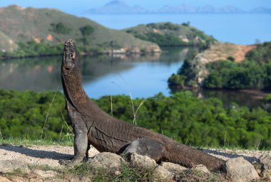 Komodo dragon. Ejderha başını kaldırdı. Bilimsel adı: Varanus Komodoensis. Endonezya. Rinca Adası.