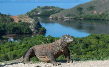 Komodo Ejderi, önden görünüm yürüme. Yakın çekim. Bilimsel adı: Varanus Komodoensis. Endonezya. Rinca Adası.
