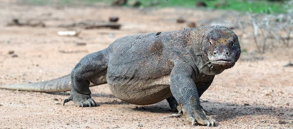 Wandelen Komodovaraan Vooraanzicht Close Wetenschappelijke Naam Varanus Komodoensis Indonesië Rinca — Stockfoto