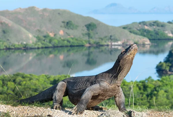 Komodo Naga Naga Mengangkat Kepalanya Nama Ilmiahnya Adalah Varanus Komodoensis — Stok Foto