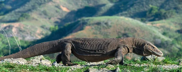 Wandernder Komododrache Wissenschaftlicher Name Varanus Komodoensis Indonesien Insel Rinca — Stockfoto