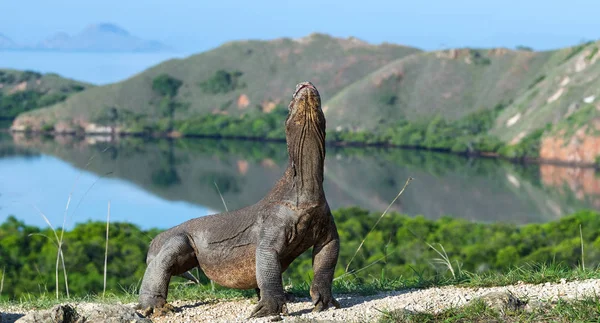 Dragón Komodo Dragón Levantó Cabeza Nombre Científico Varanus Komodoensis Indonesia — Foto de Stock