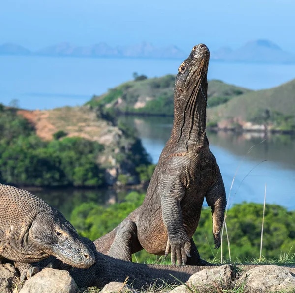 Komodo Berdiri Dengan Kaki Belakangnya Nama Ilmiahnya Adalah Varanus Komodoensis — Stok Foto