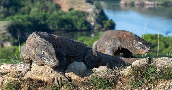 Dragão Komodo Nome Científico Varanus Komodoensis Indonésia Ilha Rinca — Fotografia de Stock