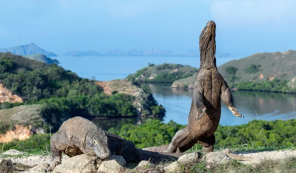 Drago Komodo Sta Sulle Zampe Posteriori Nome Scientifico Varanus Komodoensis — Foto Stock