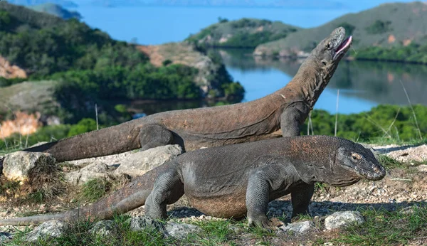Dragões Komodo Nome Científico Varanus Komodoensis Indonésia Ilha Rinca — Fotografia de Stock